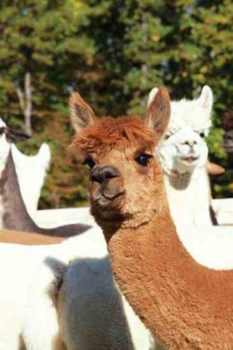 raising-alpacas-for-meat-or-breeding
